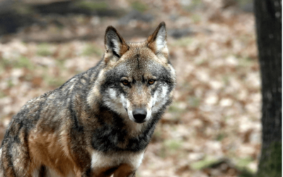 Destruction illégale d’un loup dans le Cantal : nous ne laisserons pas faire !