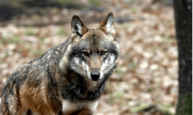 Destruction illégale d’un loup dans le Cantal : nous ne laisserons pas faire !