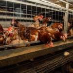 Bataille juridique pour mettre fin à l’élevage en cage en Europe : une audience prévue le 5 mars