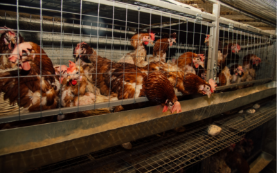 Bataille juridique pour mettre fin à l’élevage en cage en Europe : une audience prévue le 5 mars