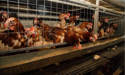 Bataille juridique pour mettre fin à l’élevage en cage en Europe : une audience prévue le 5 mars