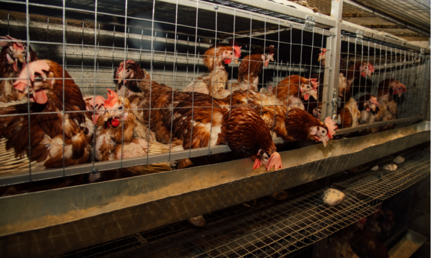 Bataille juridique pour mettre fin à l’élevage en cage en Europe : une audience prévue le 5 mars