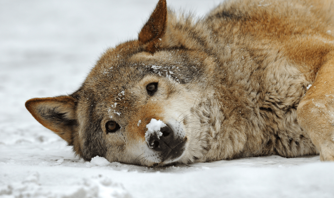 Loup tué dans le Cantal : Animal Cross dénonce une destruction inacceptable