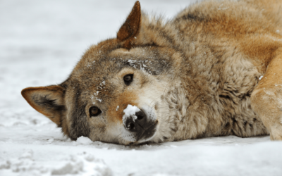 Loup tué dans le Cantal : Animal Cross dénonce une destruction inacceptable