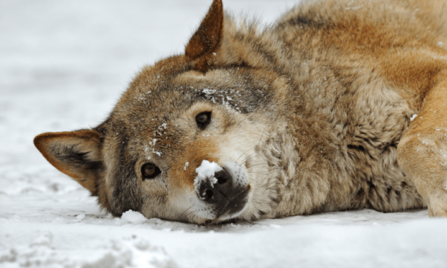 Loup tué dans le Cantal : Animal Cross dénonce une destruction inacceptable