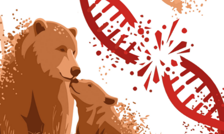 Ours des Pyrénées : Il est urgent de désamorcer la bombe génétique ! ⚠️🐻🧬