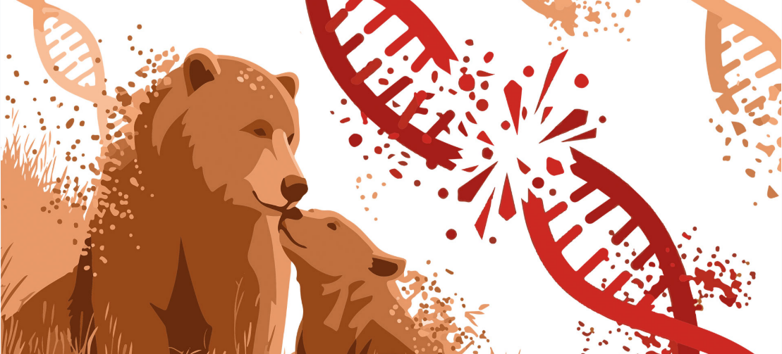 Ours des Pyrénées : Il est urgent de désamorcer la bombe génétique ! ⚠️🐻🧬