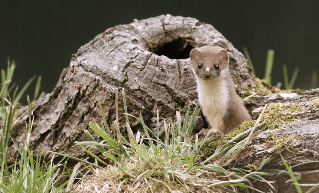 ESOD : La science confirme de nouveau l’absurdité d’un massacre inutile et coûteux