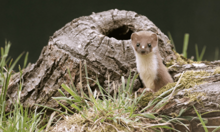 ESOD : La science confirme de nouveau l’absurdité d’un massacre inutile et coûteux