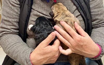 Maltraitance et abandon : les sauvetages de début mars