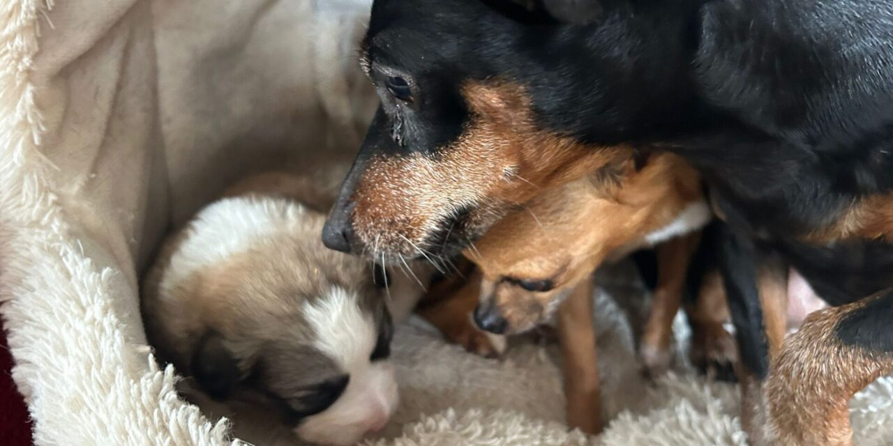 Maltraitance et abandon : les sauvetages de début mars