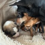 Maltraitance et abandon : les sauvetages de début mars