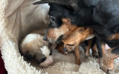 Maltraitance et abandon : les sauvetages de début mars