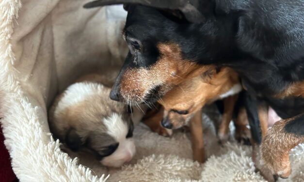 Maltraitance et abandon : les sauvetages de début mars