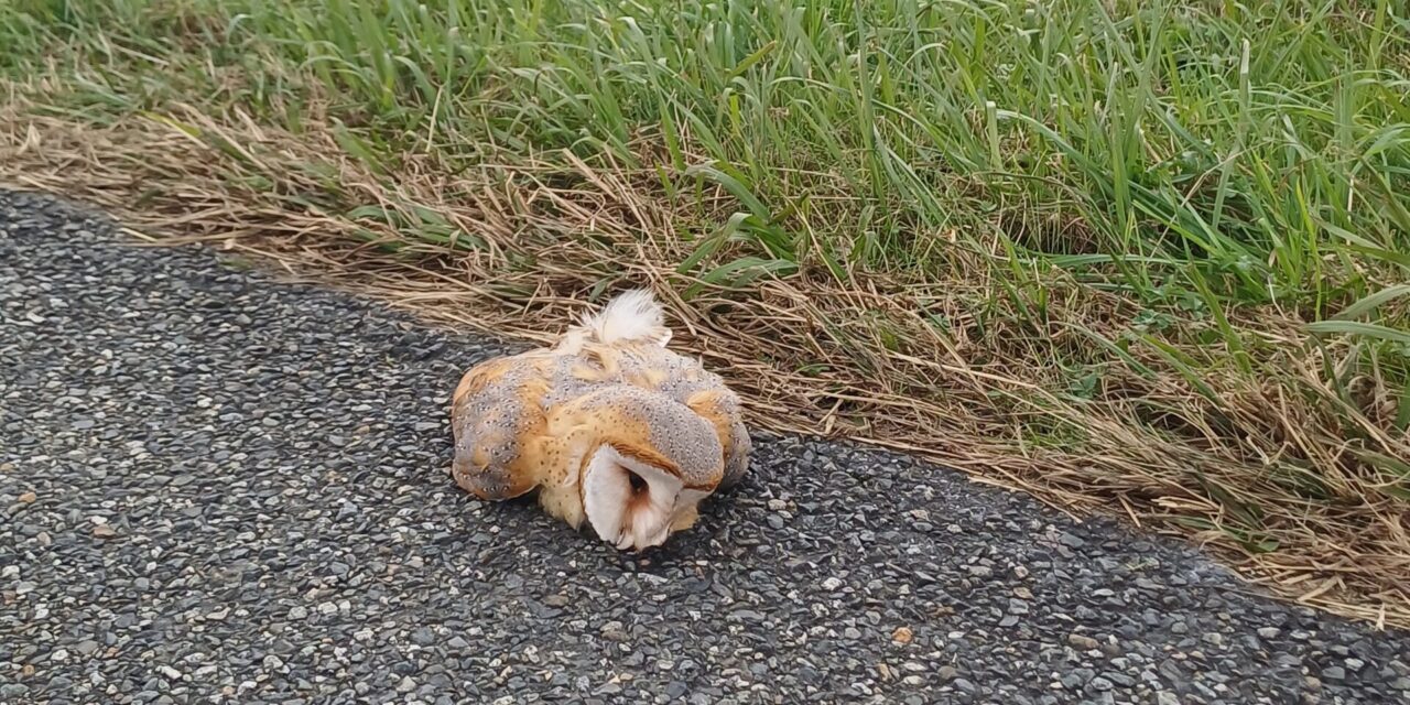 L’hécatombe invisible des collisions avec la faune sauvage