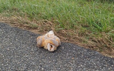 L’hécatombe invisible des collisions avec la faune sauvage