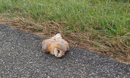 L’hécatombe invisible des collisions avec la faune sauvage