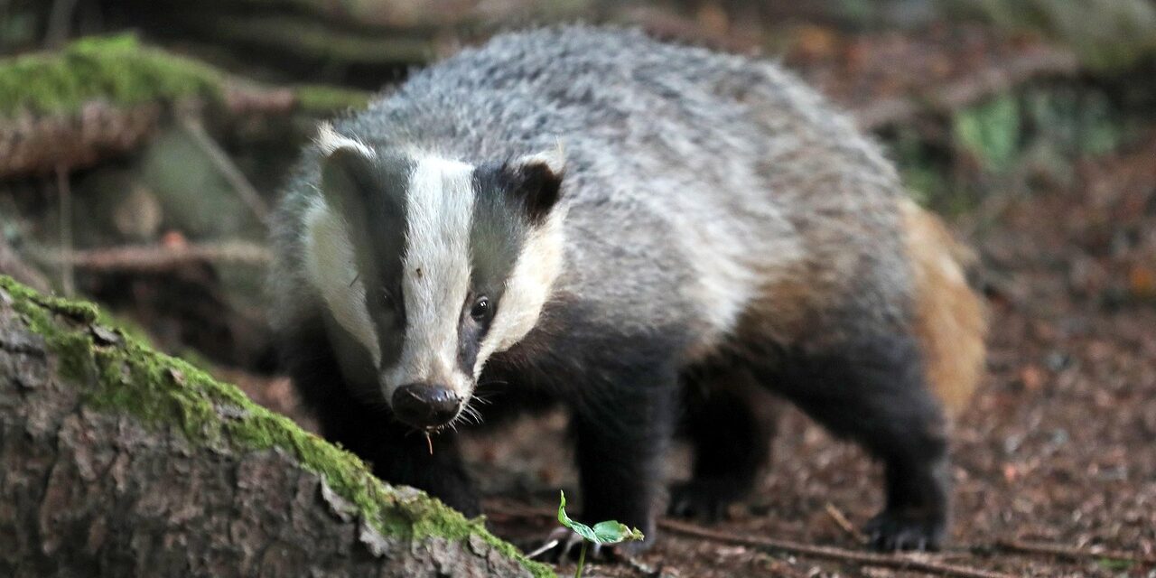 Saône-et-Loire : mobilisons-nous pour ne pas autoriser le déterrage des blaireaux en été