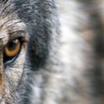Arrêtés sur le loup 2026 : le gouvernement choisit de tirer plutôt que de protéger