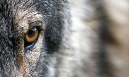 Arrêtés sur le loup 2026 : le gouvernement choisit de tirer plutôt que de protéger