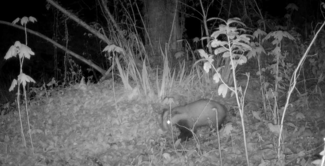 Découvrez les habitants de notre terrain en libre évolution dans le 64