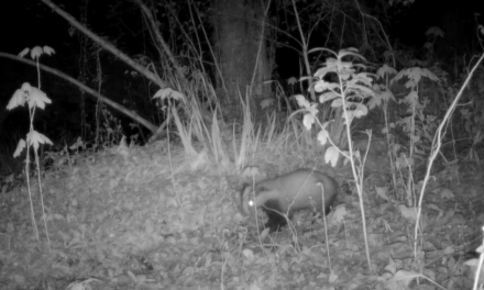 Découvrez les habitants de notre terrain en libre évolution dans le 64