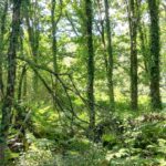 Que devient la nature quand on lui laisse de la place et du temps ?