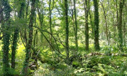 Que devient la nature quand on lui laisse de la place et du temps ?