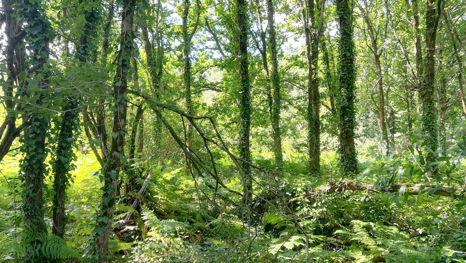 Que devient la nature quand on lui laisse de la place et du temps ?