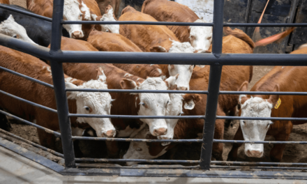 Bien-être animal : que pouvons-nous attendre de l’Europe ?