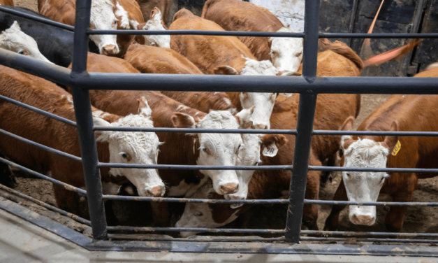 Bien-être animal : que pouvons-nous attendre de l’Europe ?