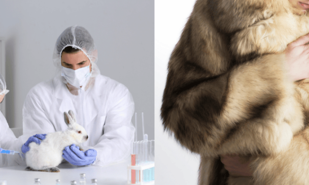 Quels sont les facteurs clés du succès des mobilisations