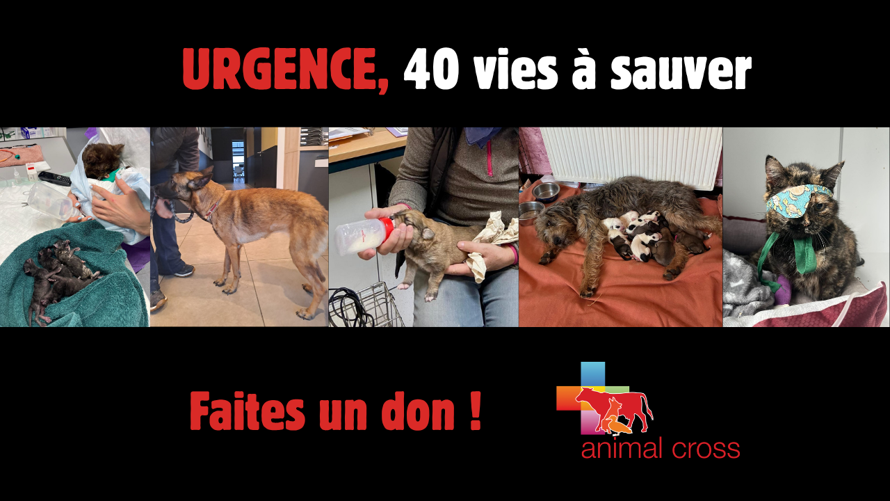 Ensemble, sauvons ces 40 vies !