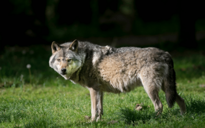 Protection du loup : Le grand écart entre les déclarations officielles et la réalité du terrain