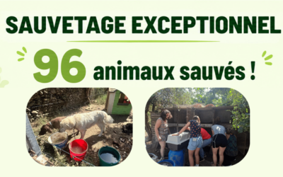 Sauvetage d&rsquo;urgence : 96 animaux sauvés de la canicule