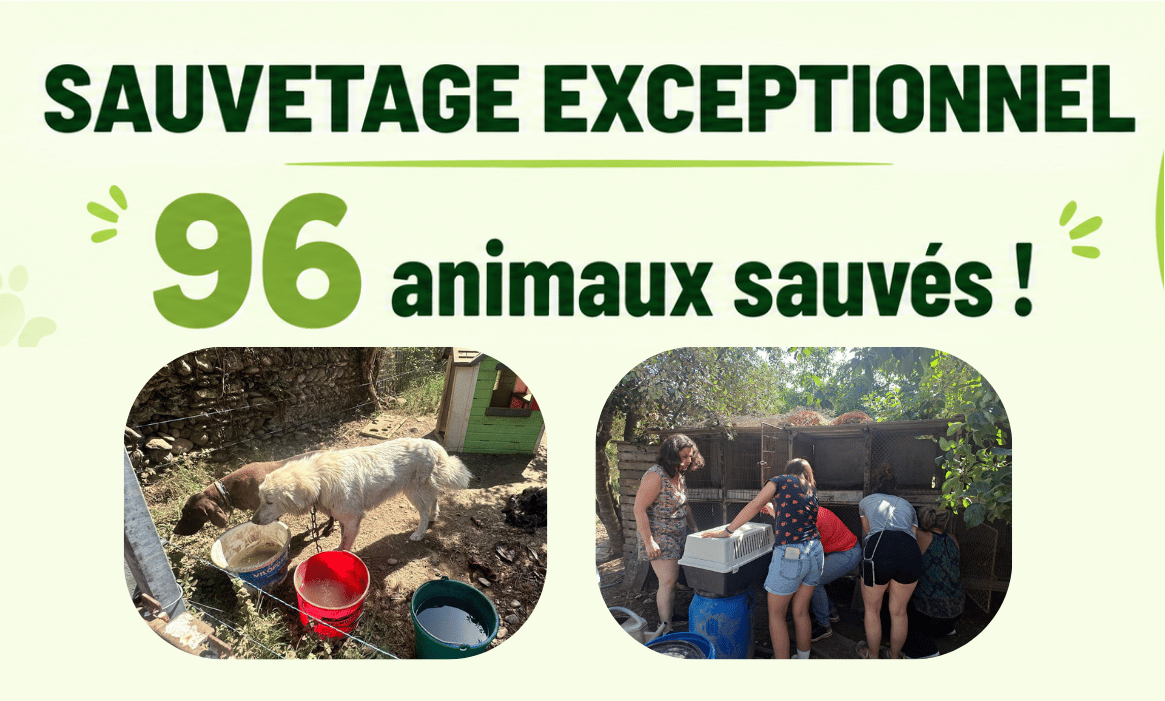 Sauvetage d&rsquo;urgence : 96 animaux sauvés de la canicule