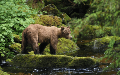 L’Ours des Pyrénées : Pourquoi est-il si difficile pour les ours pyrénéens de se rencontrer ?