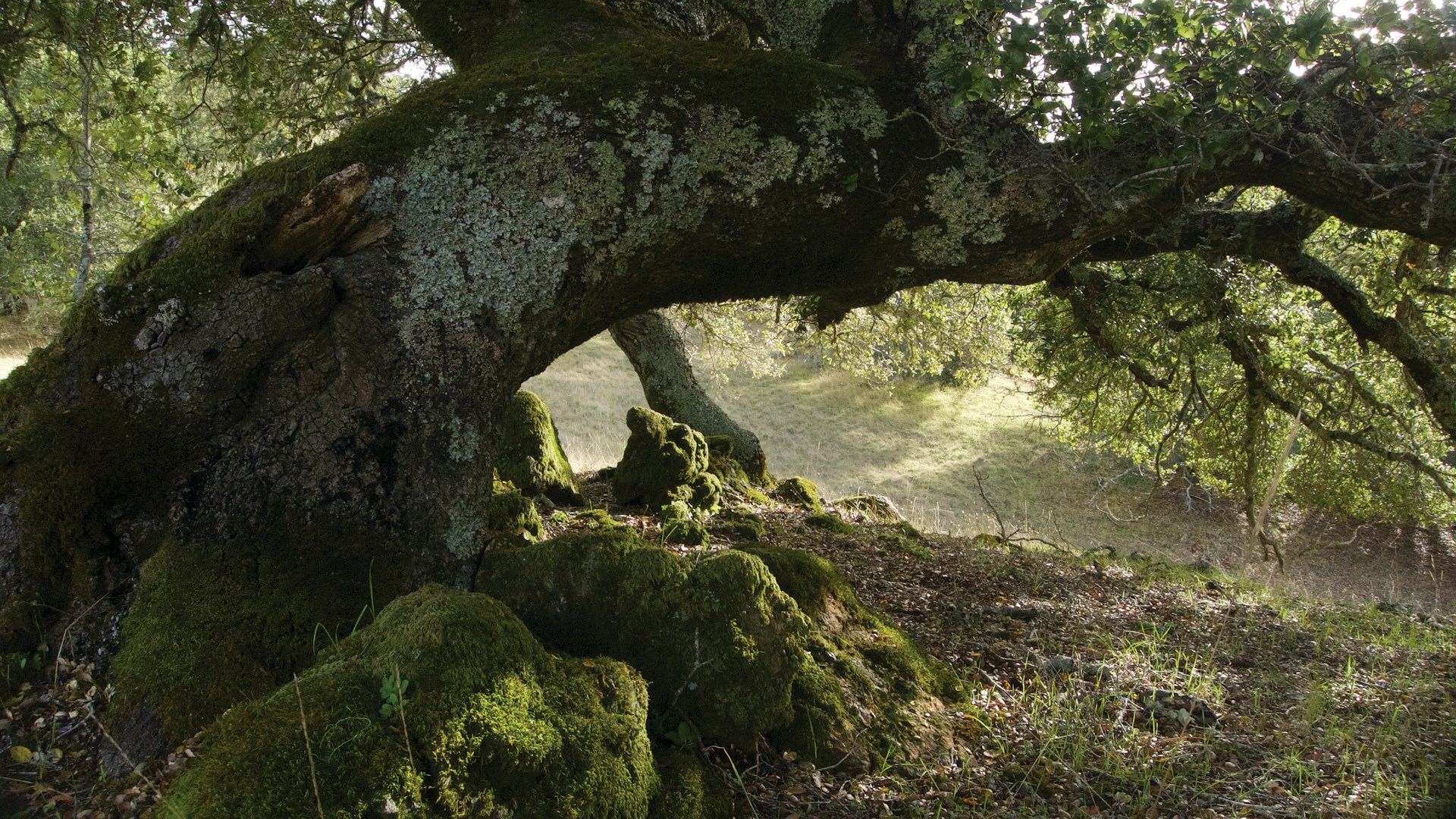 Vieux chêne multicentenaire à larges cavités, symbole de forêt ancienne et de libre évolution