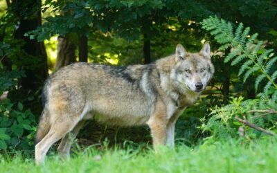 Audience « loup » au tribunal administratif de Pau : chronique du faux