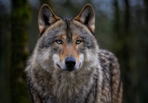 Loup