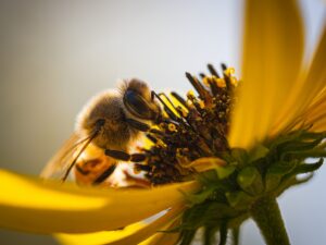 Abeille