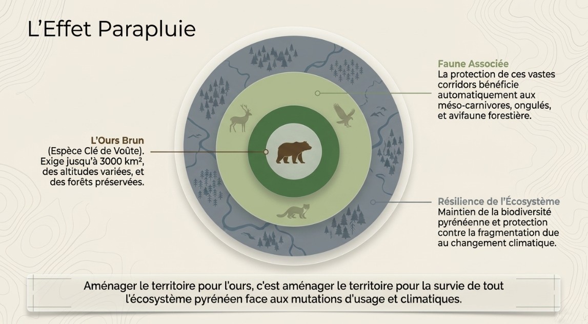 infographie ours espece parapluie