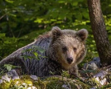 Ours brun – photo d’illustration des effarouchements de l’ours en Ariège