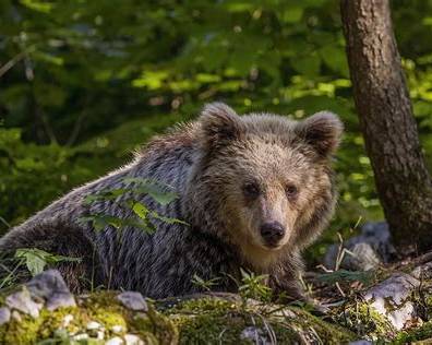 Ours brun – photo d’illustration des effarouchements de l’ours en Ariège