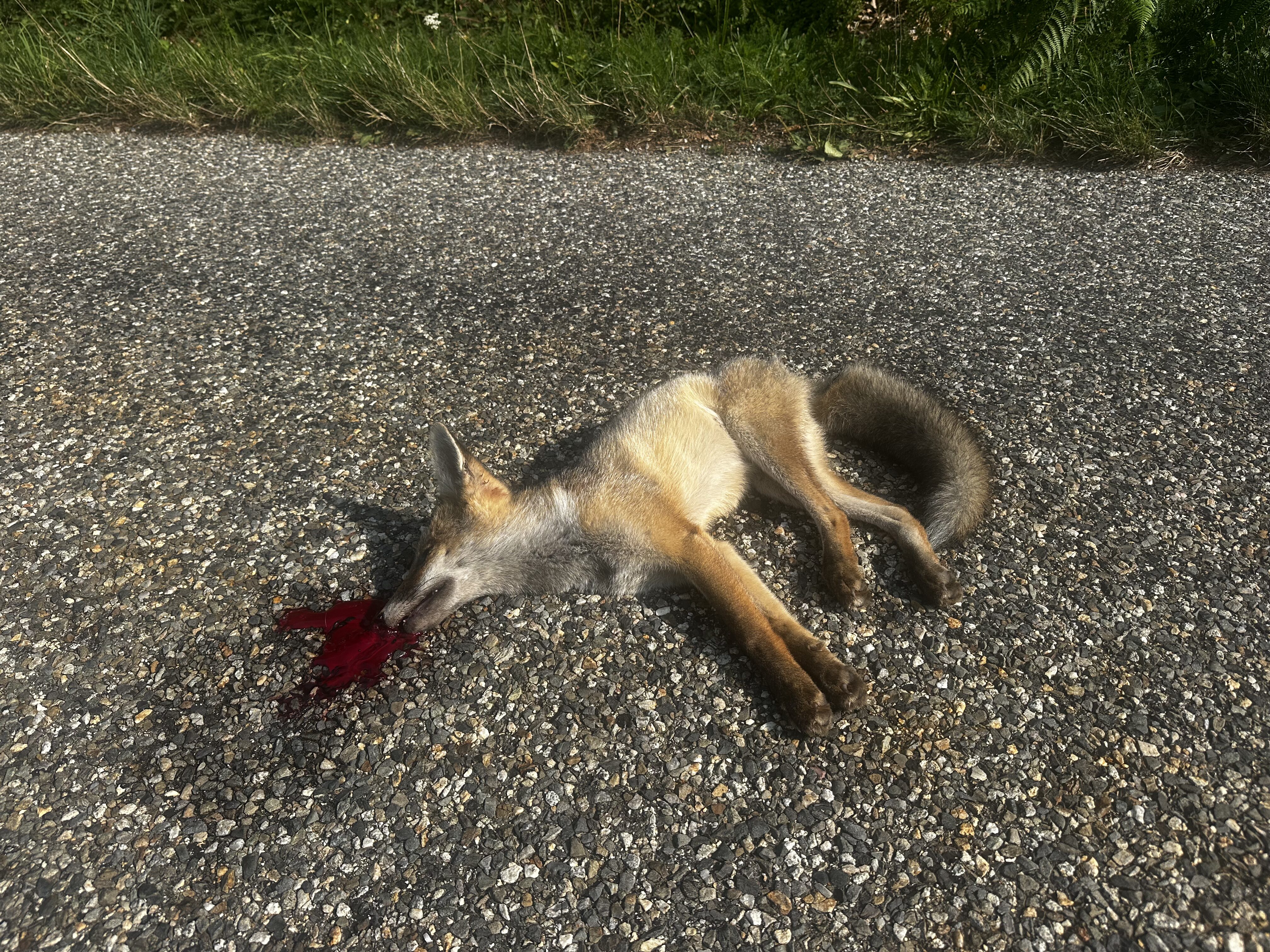 Pic automnal des collisions routières avec la faune : quels sont les facteurs ?