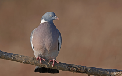 Consultation publique – Jusqu’à 85 000 pigeons capturés au filet, une méthode controversée