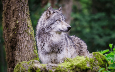 Le loup s’installe dans le Rhône : plutôt que de l’exclure, préparons la cohabitation