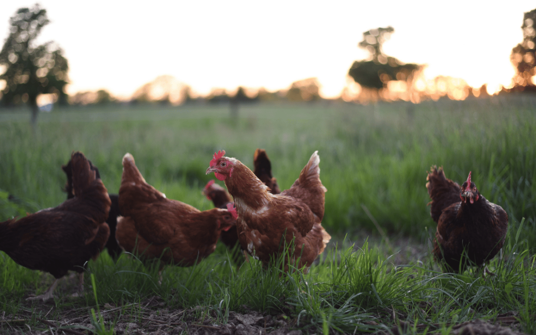 Fin des cages en Europe : la voix est donnée aux éleveurs