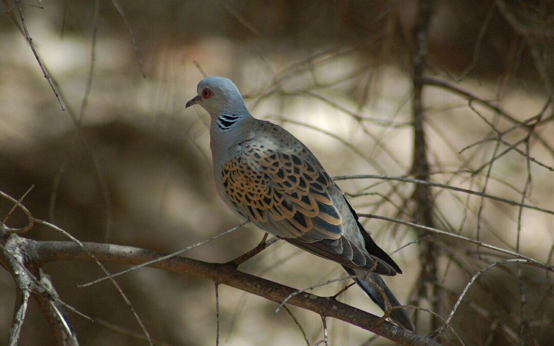 Tourterelle des bois : 12 000 oiseaux à nouveau chassables malgré des alertes répétées