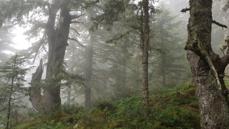 Forêt ancienne laissée en libre évolution avec vieux arbres et bois mort